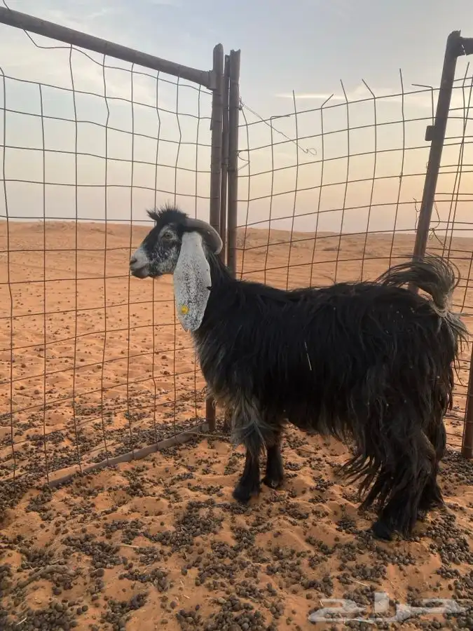 عنز رباع 0