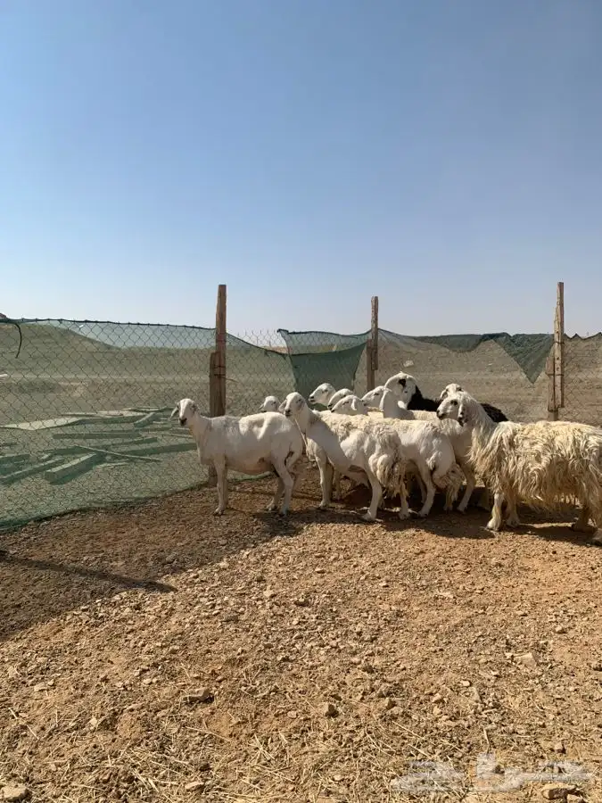 شياه حصيب ودفيه ومتابيع 4