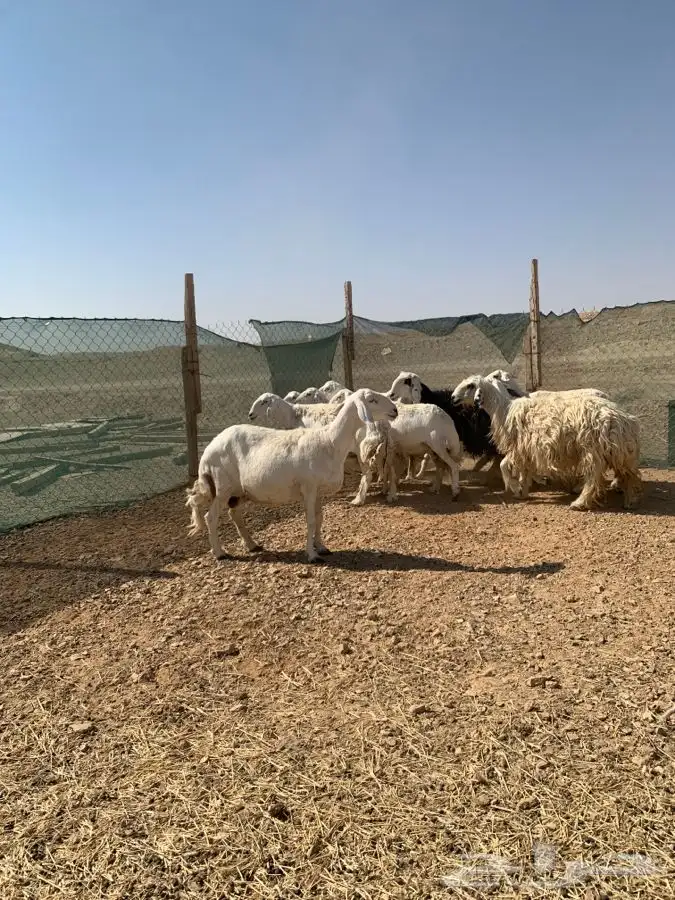 شياه حصيب ودفيه ومتابيع 3