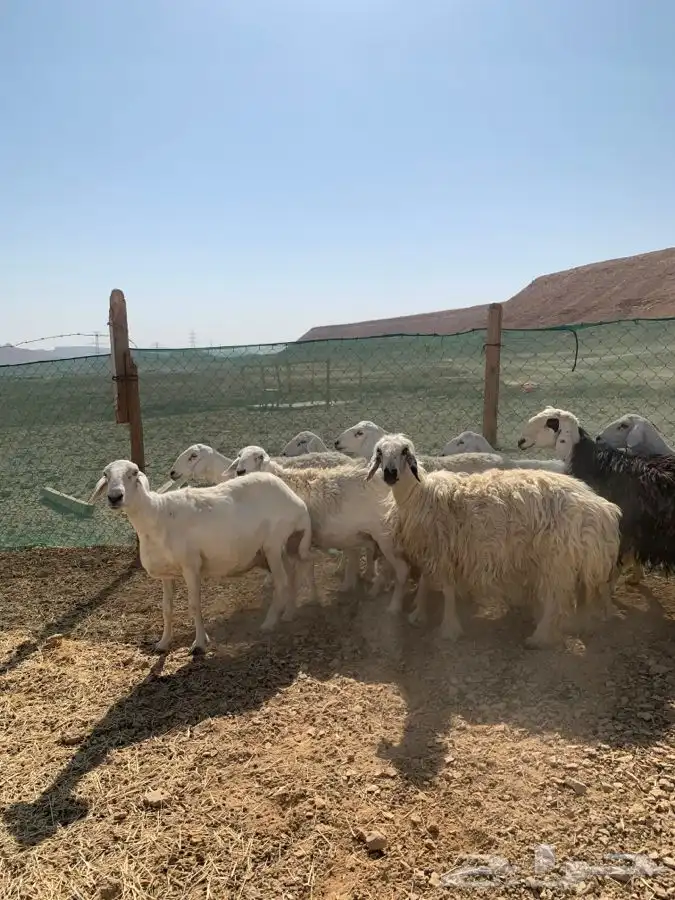 شياه حصيب ودفيه ومتابيع 1