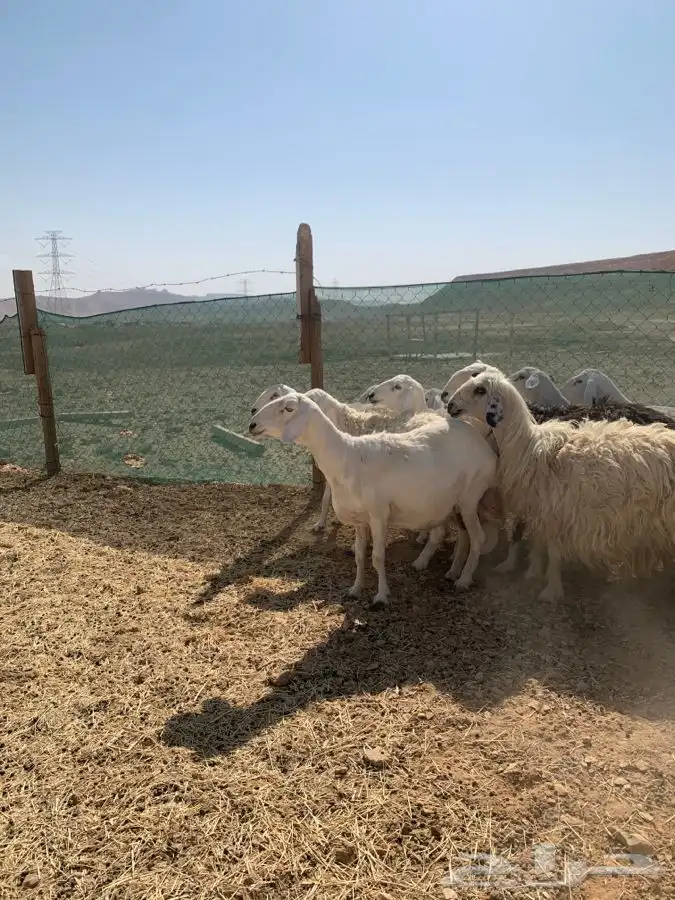 شياه حصيب ودفيه ومتابيع 0
