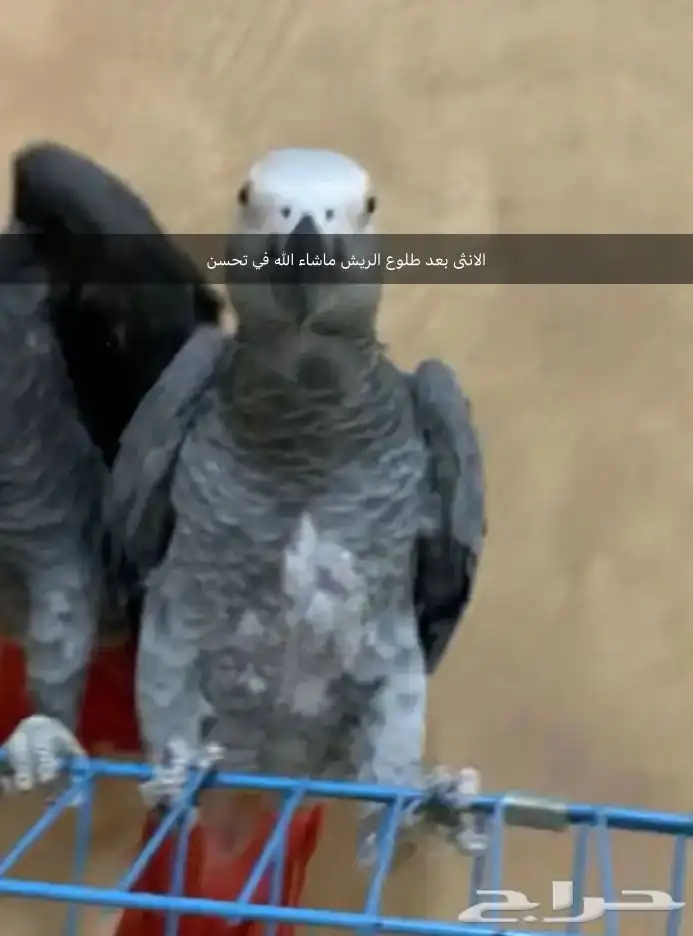للبيع جوز كاسكو 5