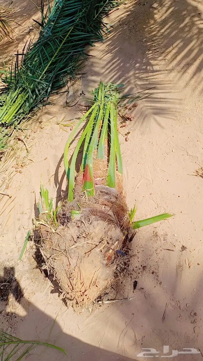 صقعي اللبيع 3