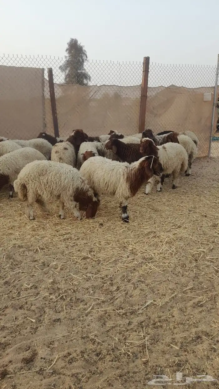 نعيمي بلدي 1