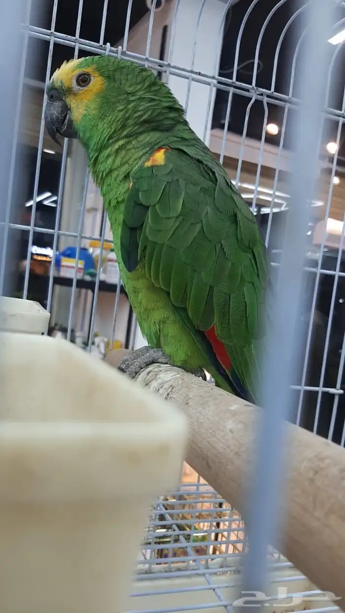 ببغاء أمازوني 1