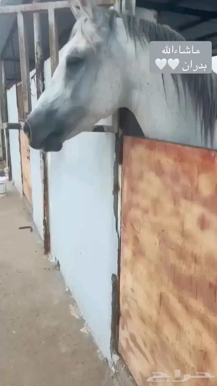 حصان جزيري البيع سمحه ومستعجل 2