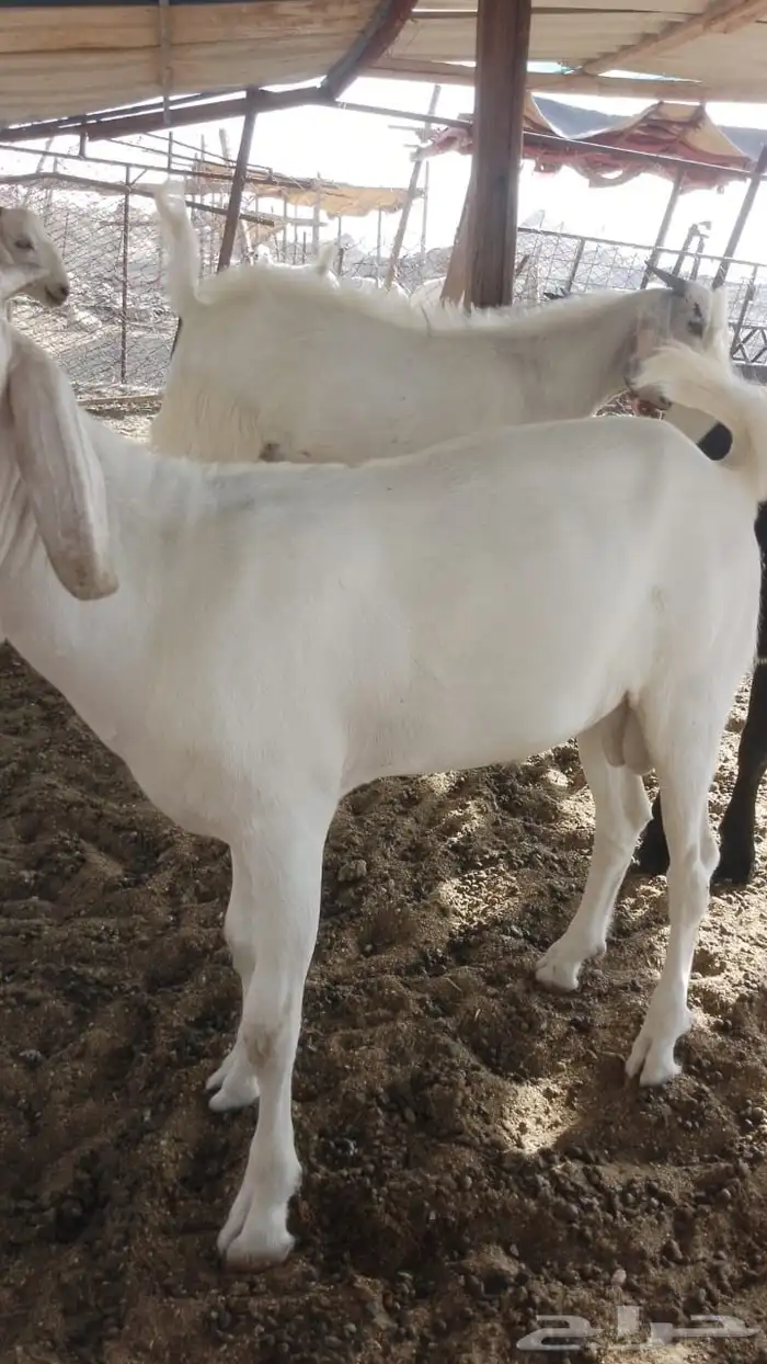 طليان حري وتيوس عوارض وبيشي مع الذبح والطبخ والتوصيل 2