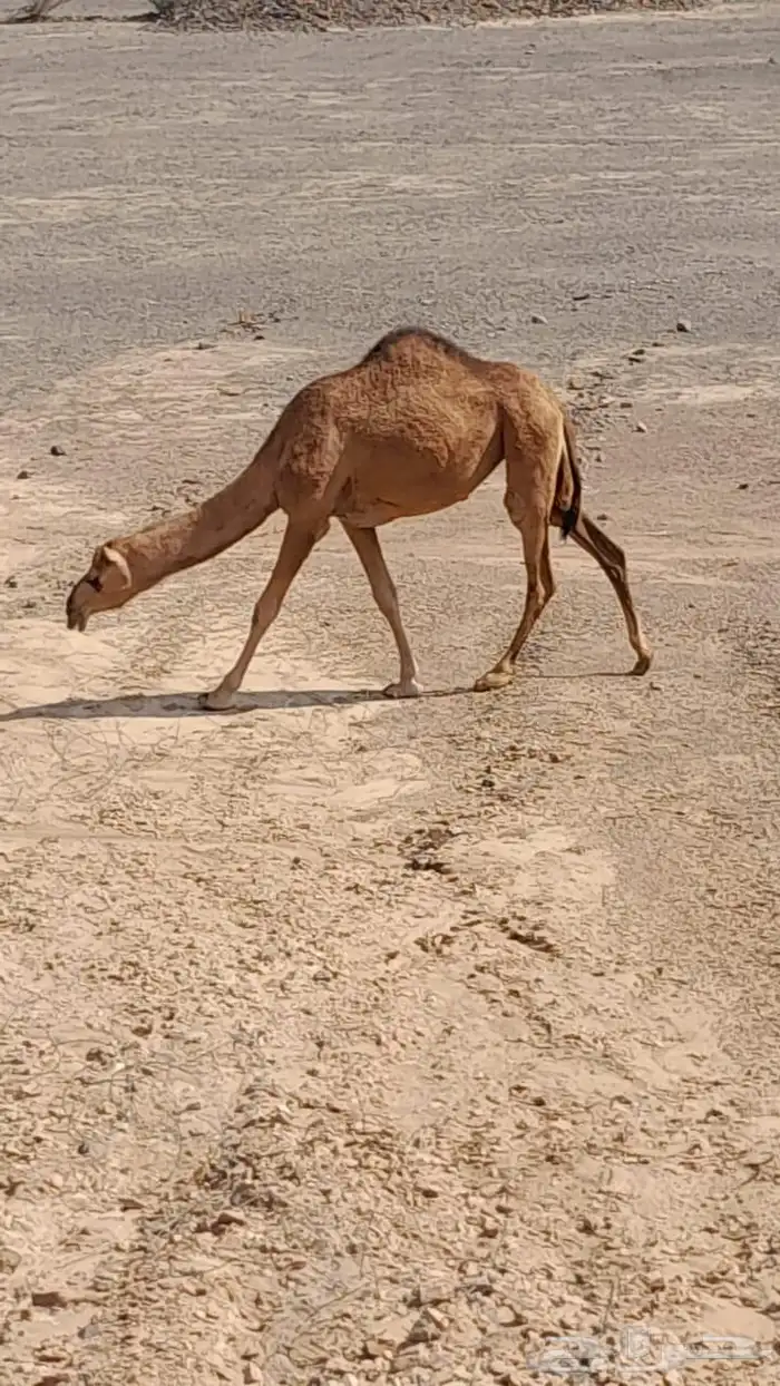 مطلوب ناقه ساحليه ملاقي 0