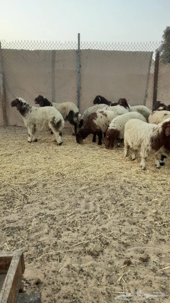 نعيمي بلدي 2