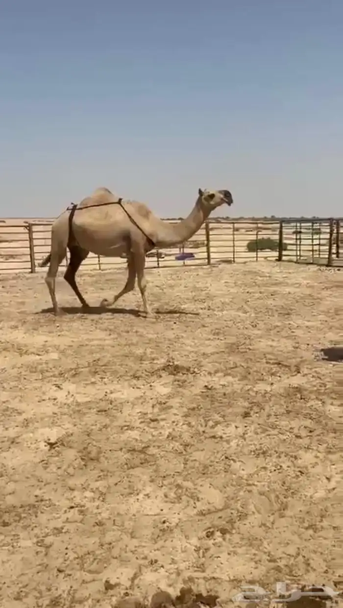 ظرايب كفو وطيبه 3