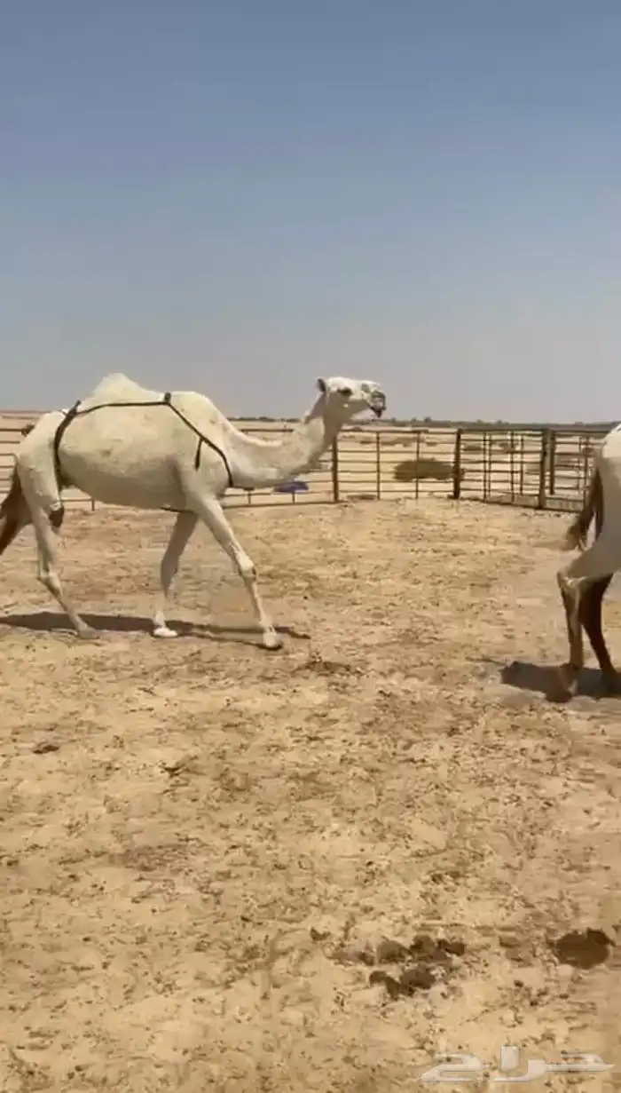 ظرايب كفو وطيبه 0