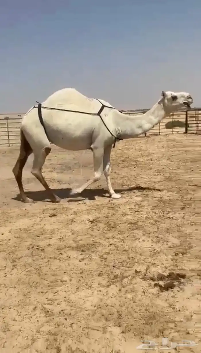 ظرايب كفو وطيبه 4