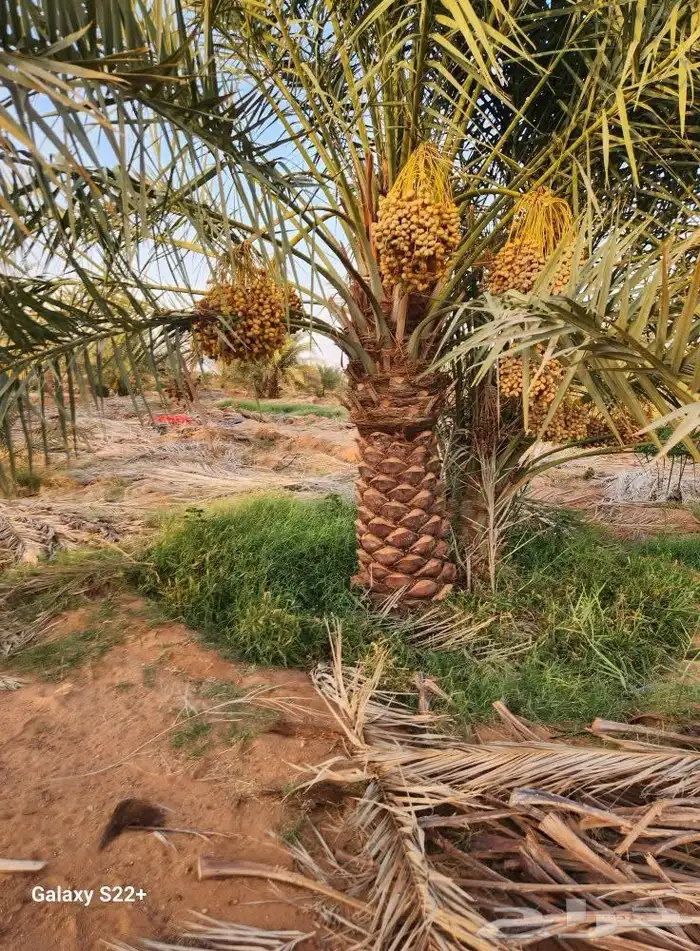 صقعي اللبيع 6
