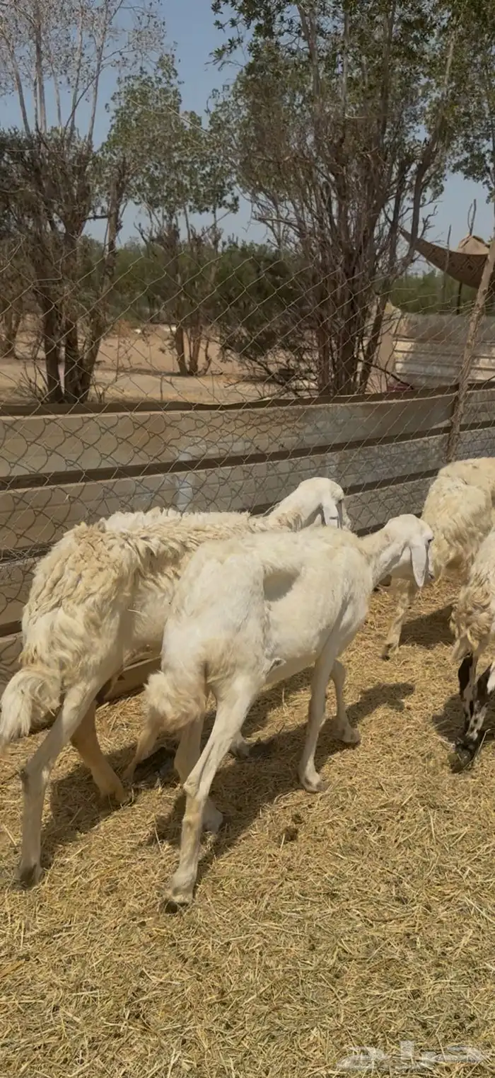 10حريات بفحلها طيبه ع580يابلاش 5