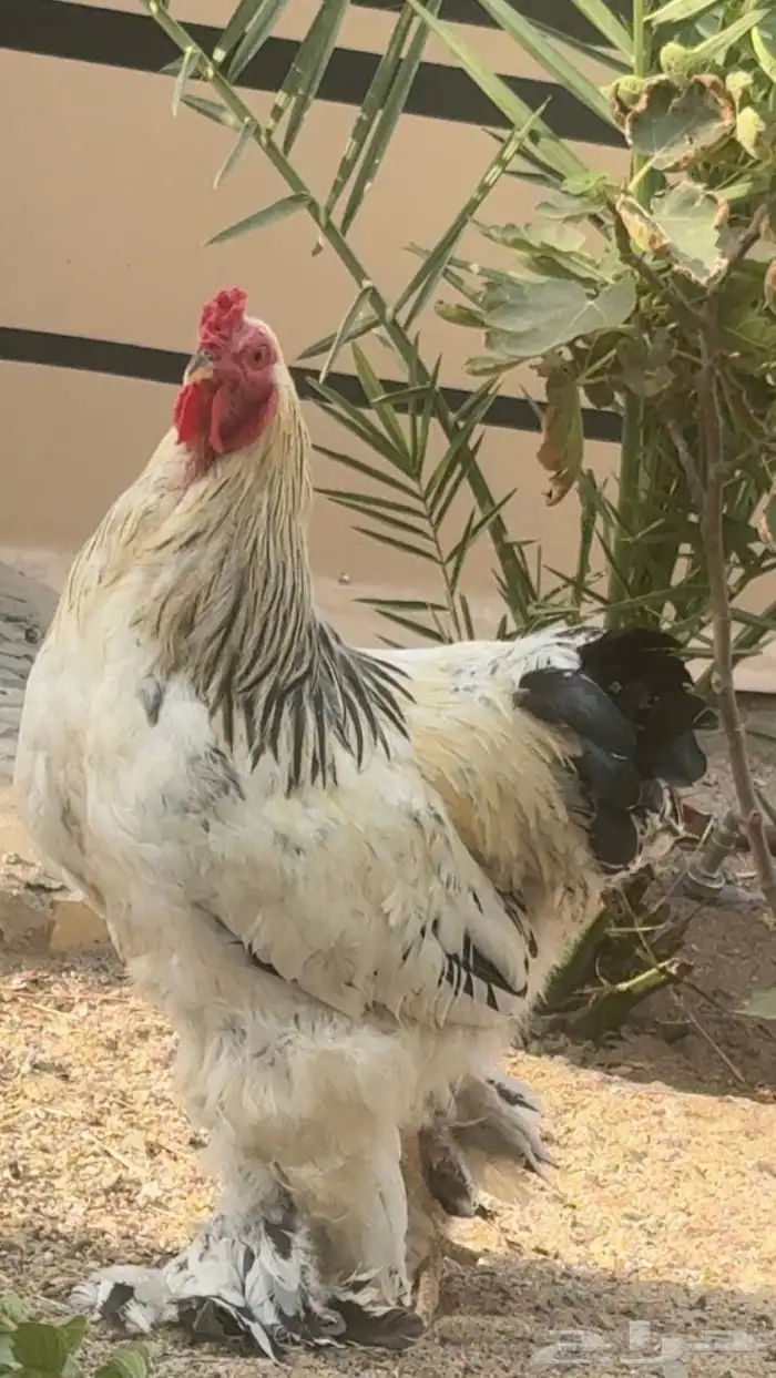 دجاج 6