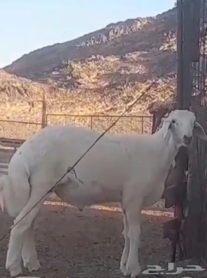 مشروع فحل حري صنف 4