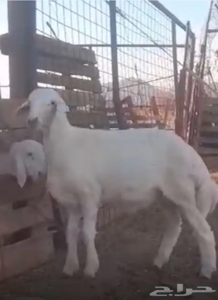 مشروع فحل حري صنف 5