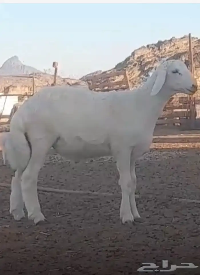 مشروع فحل حري صنف 1