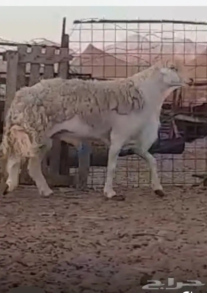 مشروع فحل حري صنف 8