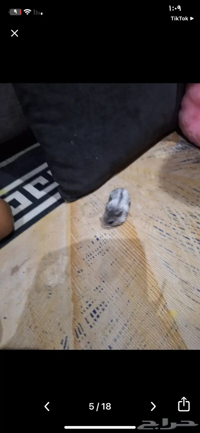 هامستر روسي قزم اثنين 4