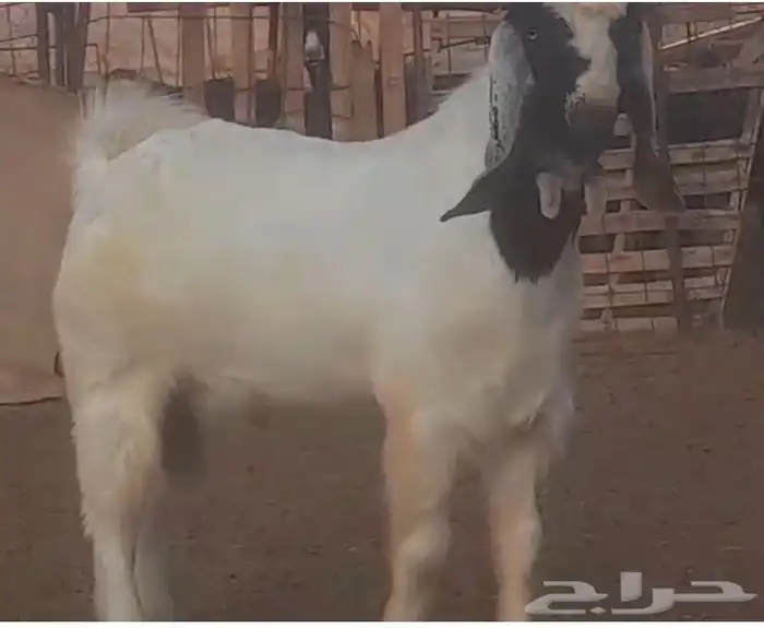 مشروع فحل بورقيت 3