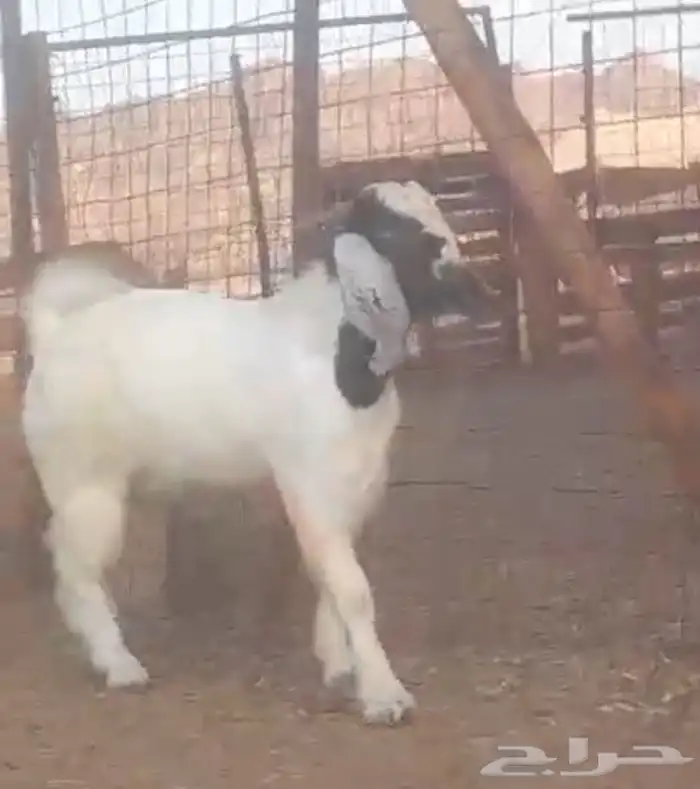 مشروع فحل بورقيت 7