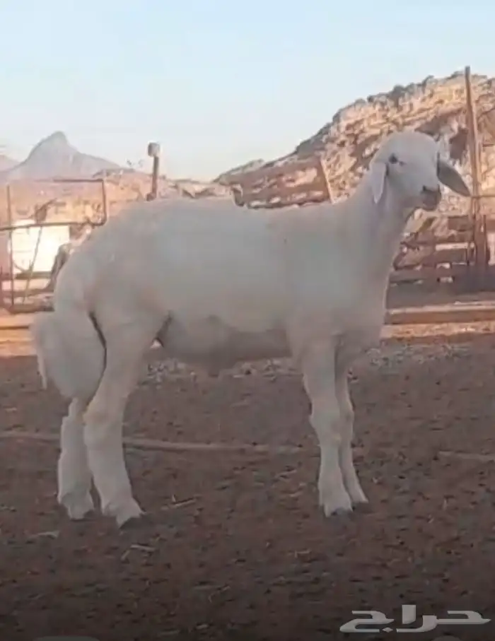 مشروع فحل حري صنف 2