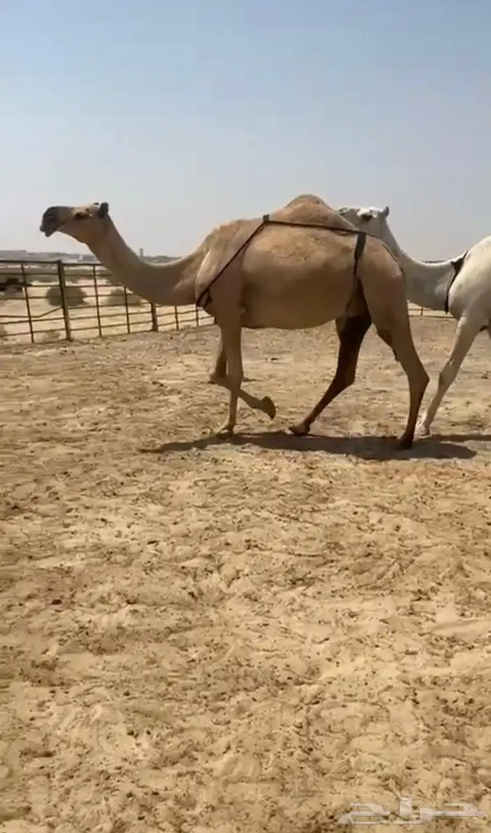 ظرايب كفو وطيبه 1