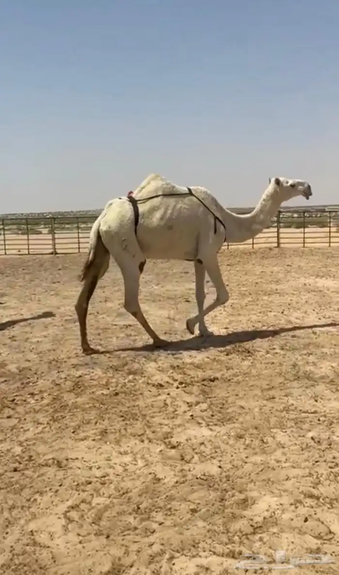 ظرايب كفو وطيبه 2