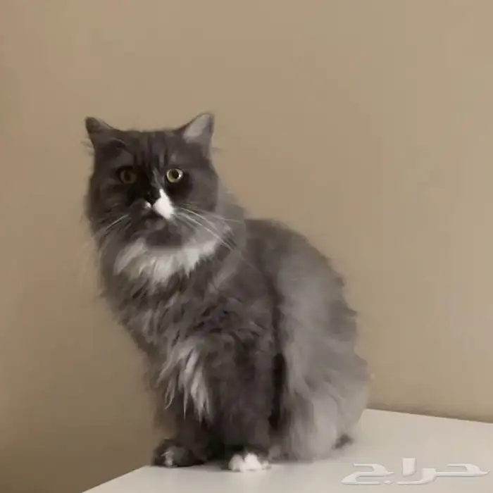 قطة للتبني 0