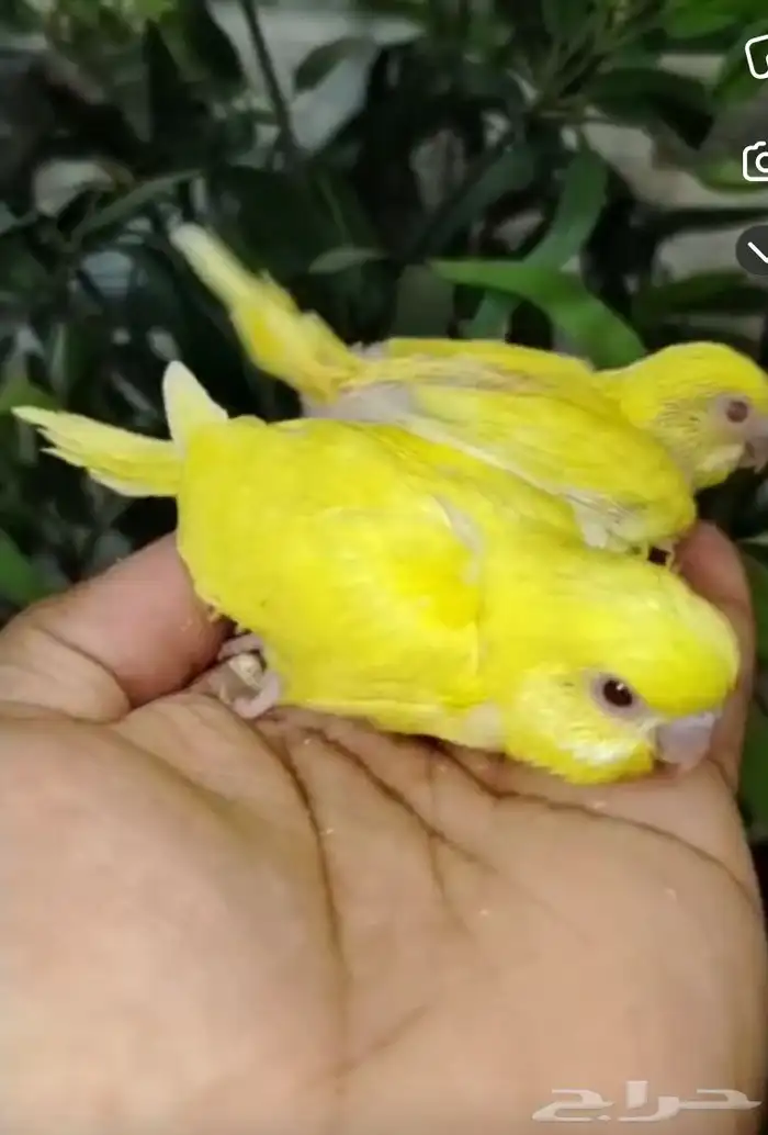 فروخ بادجي طيور حب 2