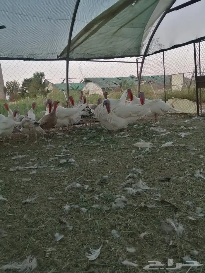 للبيع ديك رومي جروم طيبه 0
