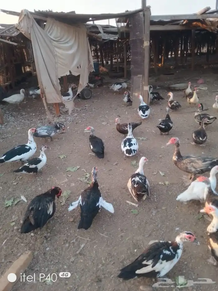 بط بلدي العمر من 9شهور الى سنه على السوم 2