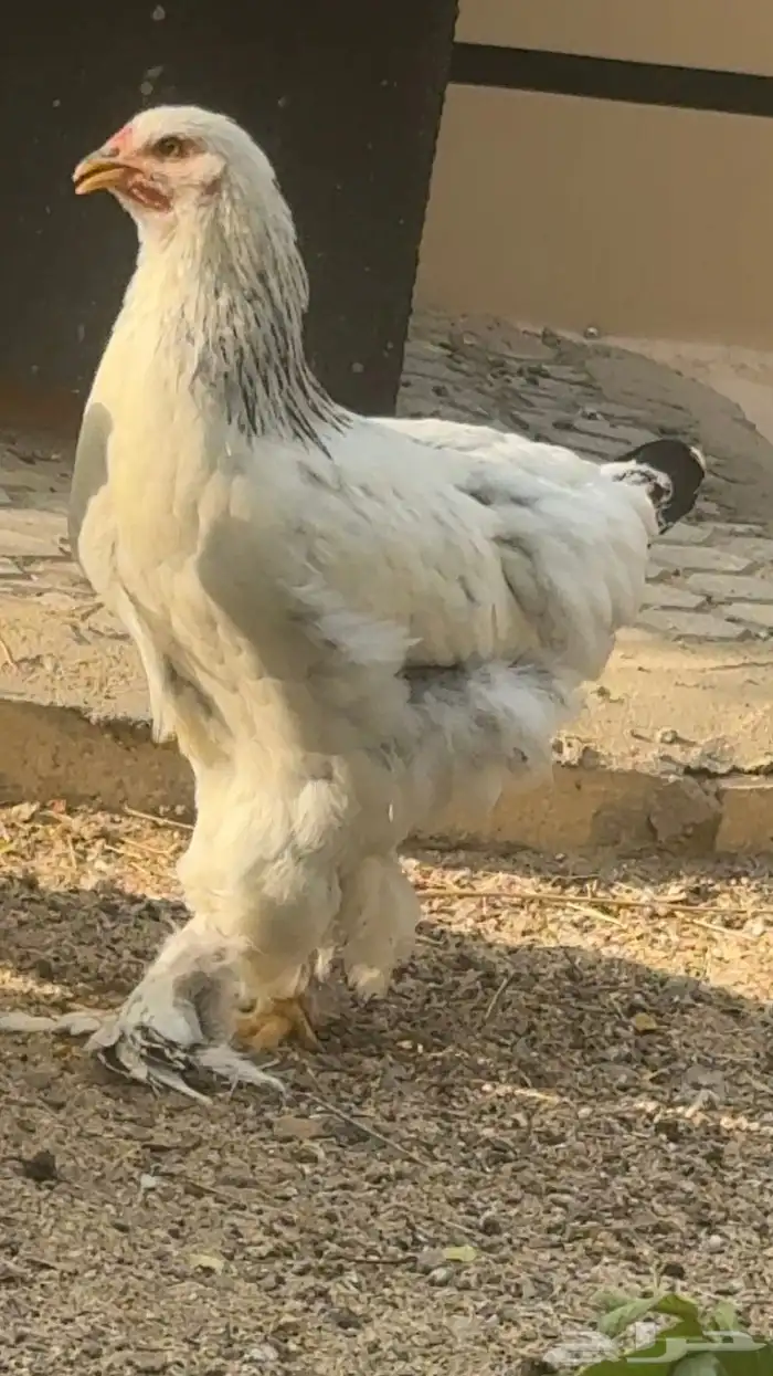 دجاج 4