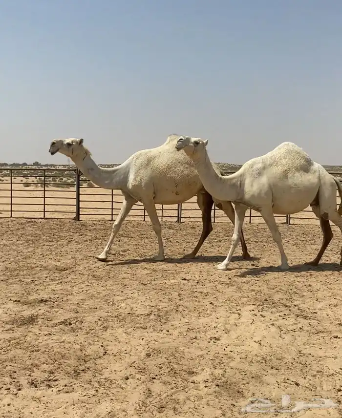 اللقحات وضح ككفو وطيبه واشباب للبيع 0
