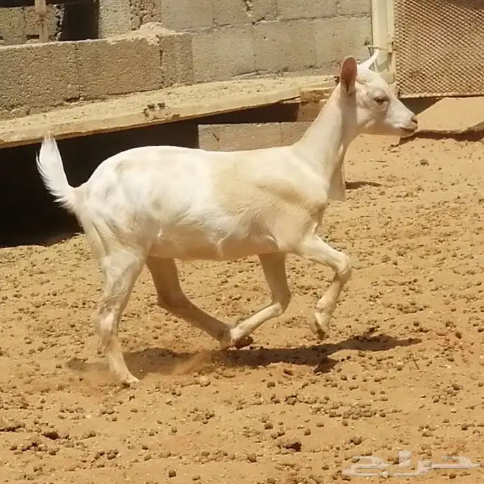 ماعز قزم أمريكي 1