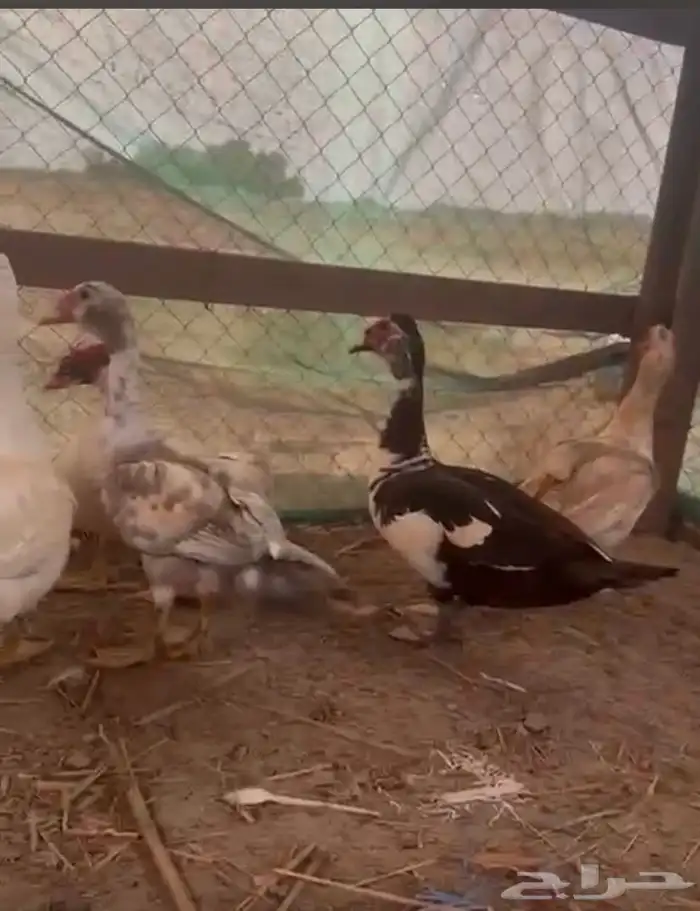 القنفدة القوز 6