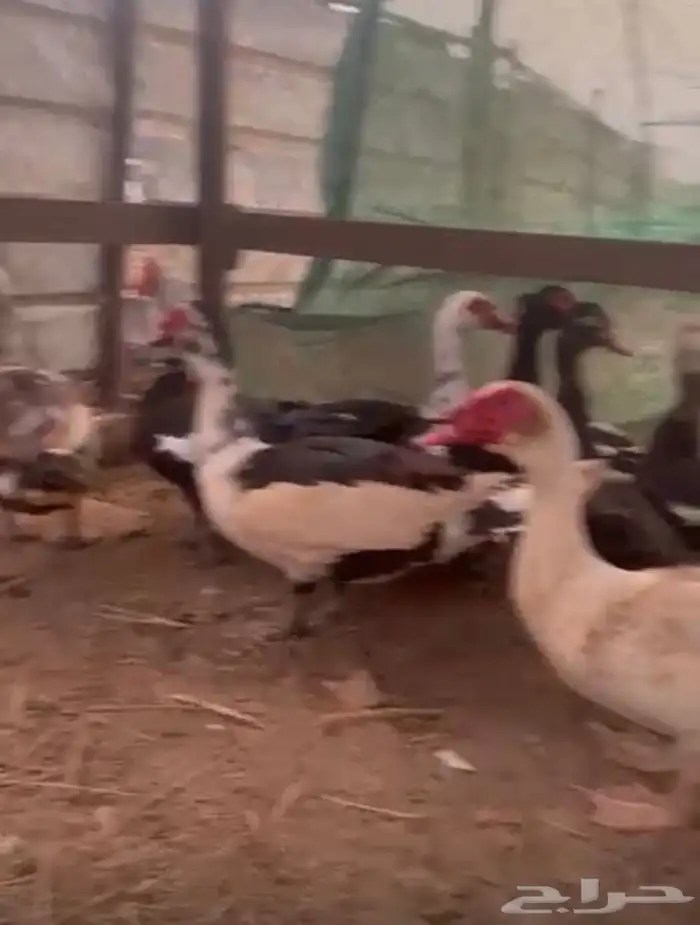 القنفدة القوز 7