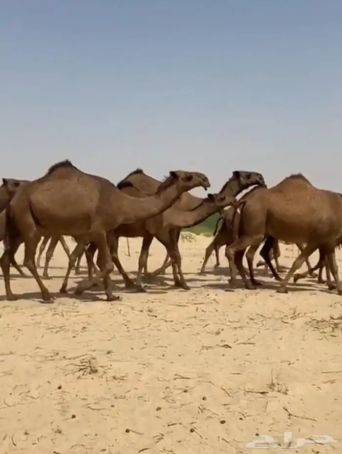 ذود ابل صفر كفو وطيبه واشباب 8