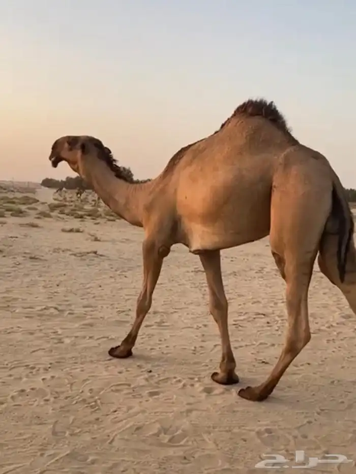 ذود ابل صفر كفو وطيبه واشباب 11