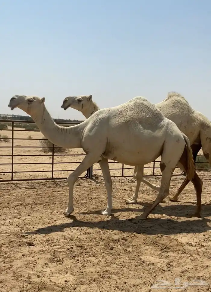 اللقحات وضح ككفو وطيبه واشباب للبيع 5