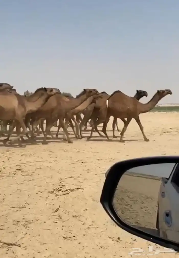ذود ابل صفر كفو وطيبه واشباب 0