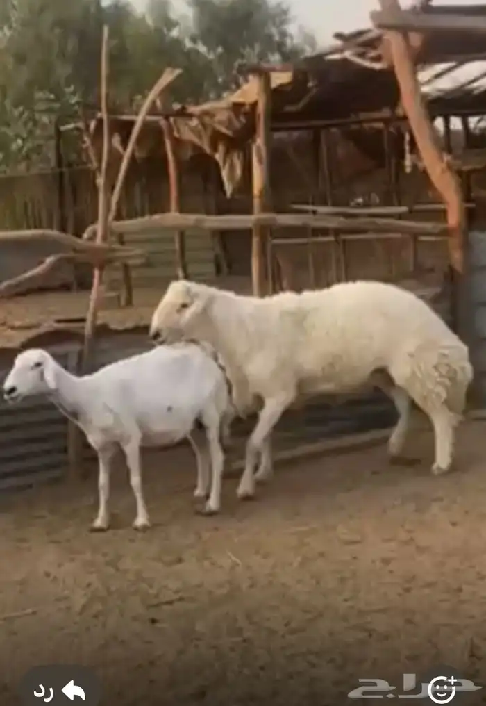 طلي صنف كفو ثني علا المسك 1