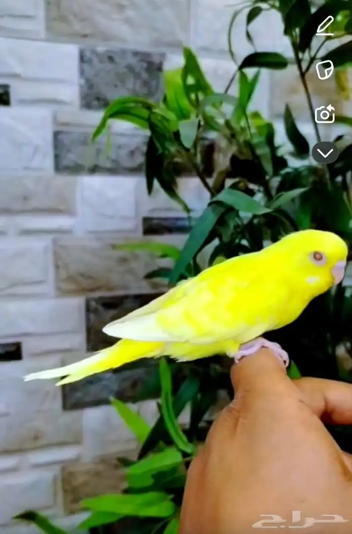 فروخ بادجي طيور حب 1