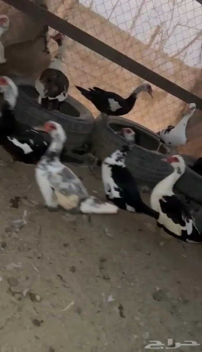 القنفدة القوز 0
