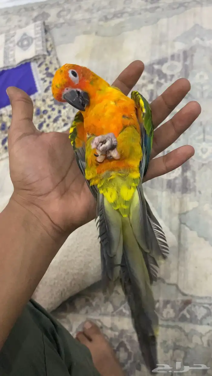 كنيور اليف هدد 0