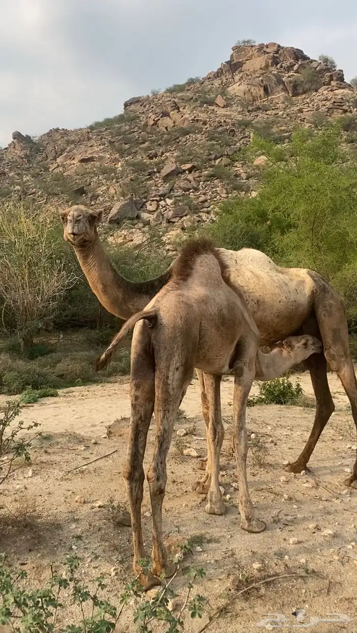 ناقه وبكره 0
