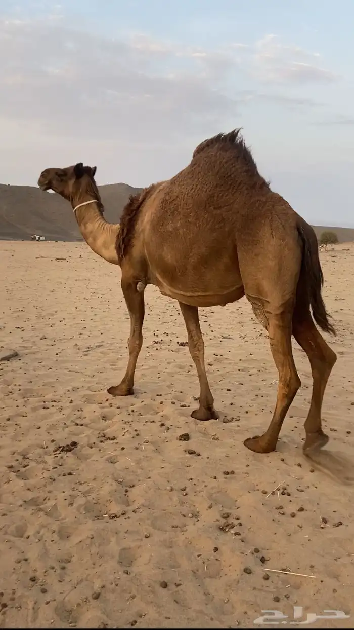 القحه صفرا كفو 1