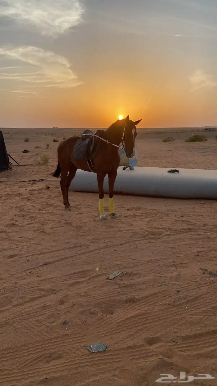 للبيع فراس 2