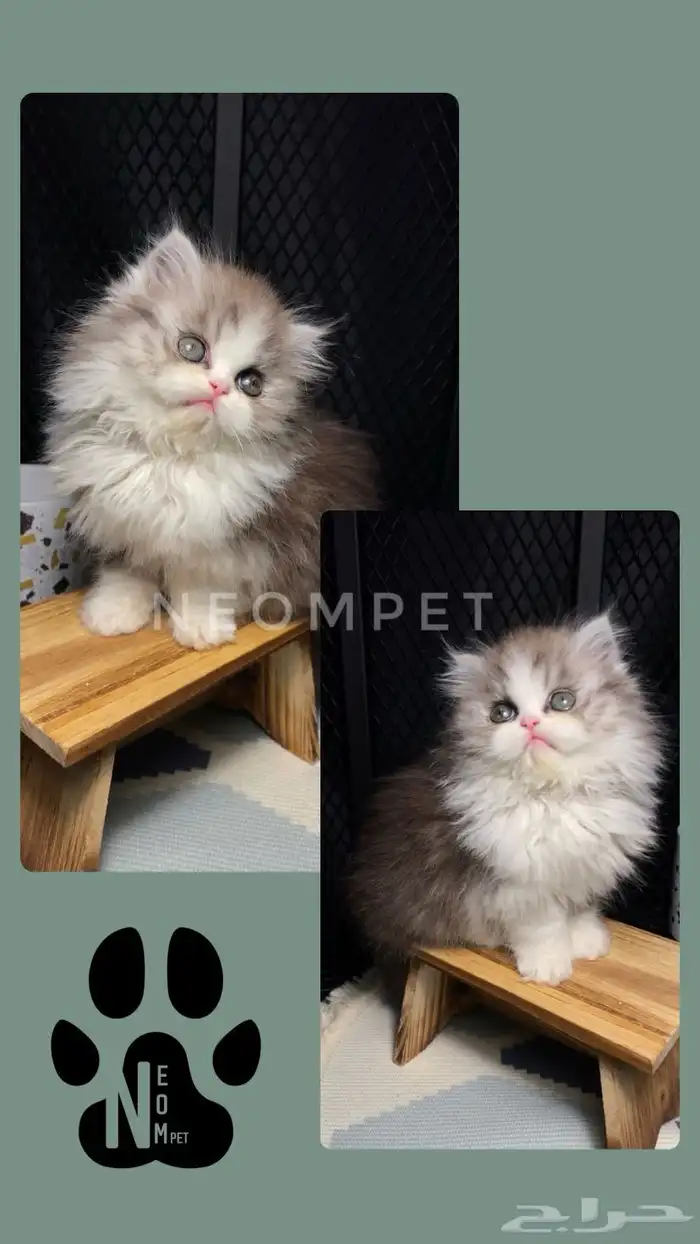 6 قطط للبيع هملايا شيرازي راغدول قطه بسه قطوه cat سكوتش بيكي 3